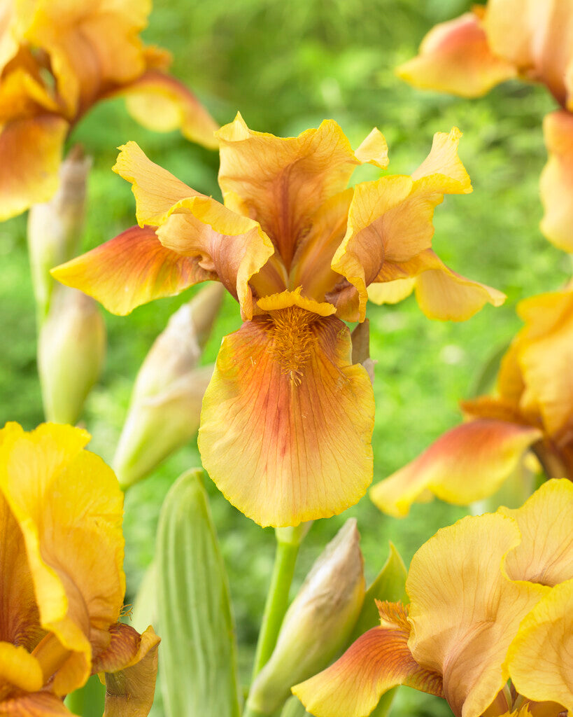 Tysk iris-Iris Germanica Golden Muffin 1-pakning